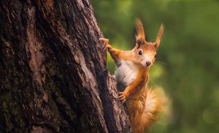 Eichhörnchen